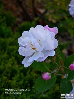 我們的繁花……