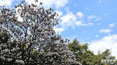 【最美人間四月天】+?開花了