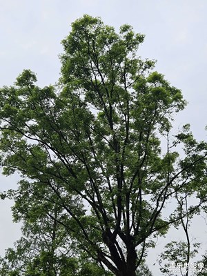 【最美人間四月天】+?歌頌春天