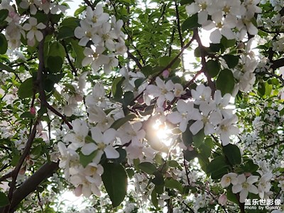 【最美人間四月天】+ 春暖花開(kāi)