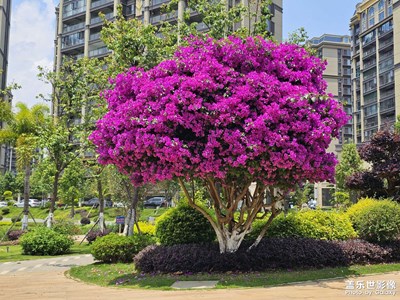 【最美人間四月天】+ 天朗氣清