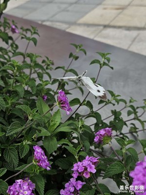 【快樂假日】蝴蝶與花