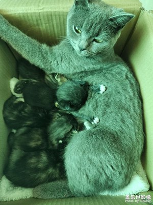 【快樂(lè)假日】+ 快樂(lè)小動(dòng)物