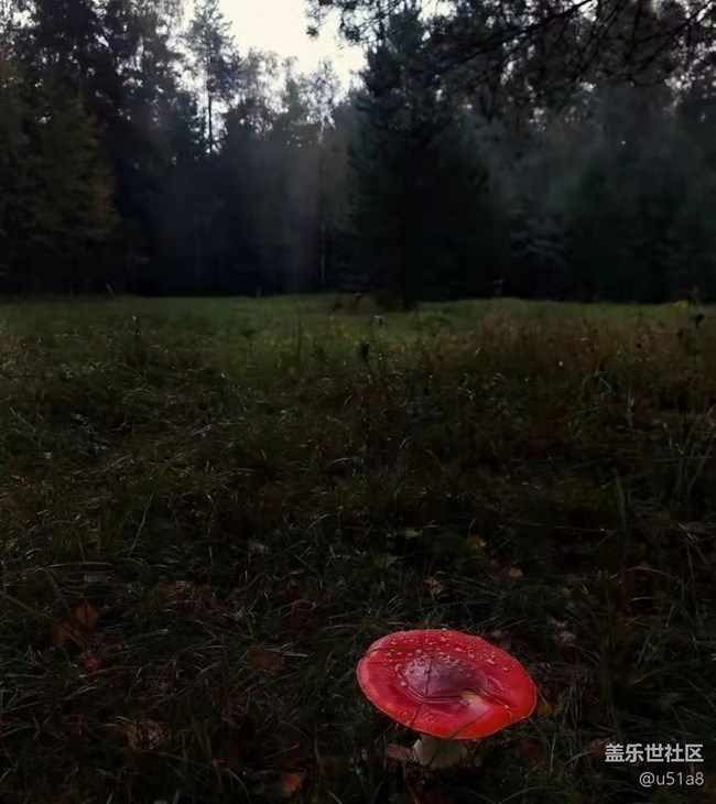 【輕夏趣生活】采蘑菇