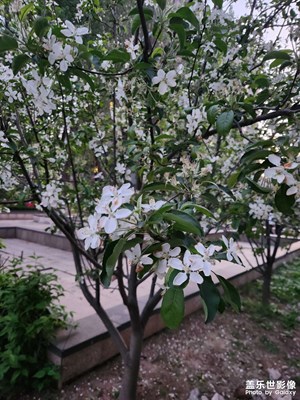 【三星手機的夜景】小區(qū)的夜景