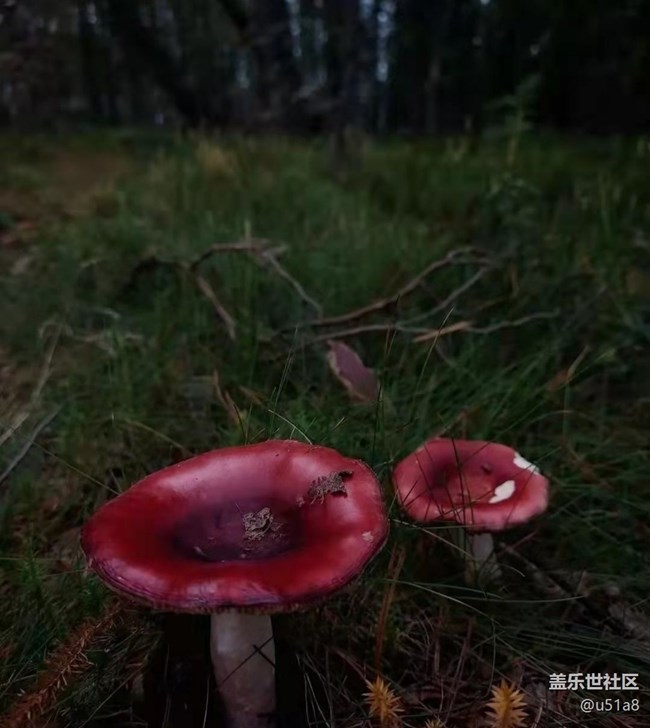 【輕夏趣生活】采蘑菇