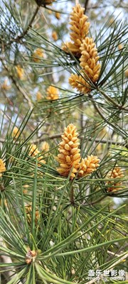山上的松樹結(jié)果了