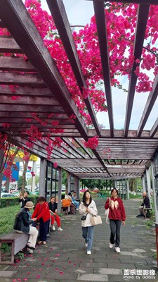 怒放的生命！