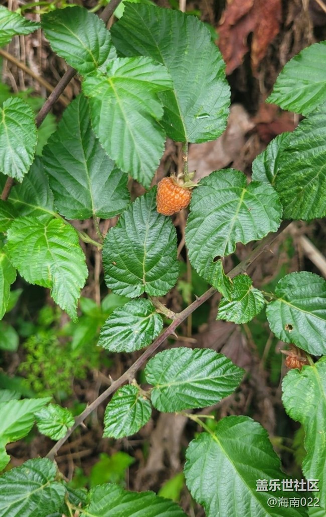 【去有風(fēng)的地方】野草莓