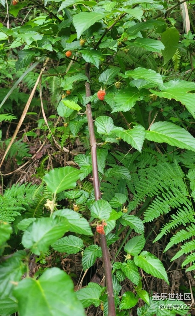 【去有風(fēng)的地方】野草莓