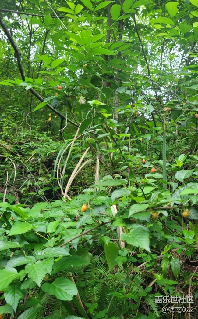 【去有風(fēng)的地方】野草莓