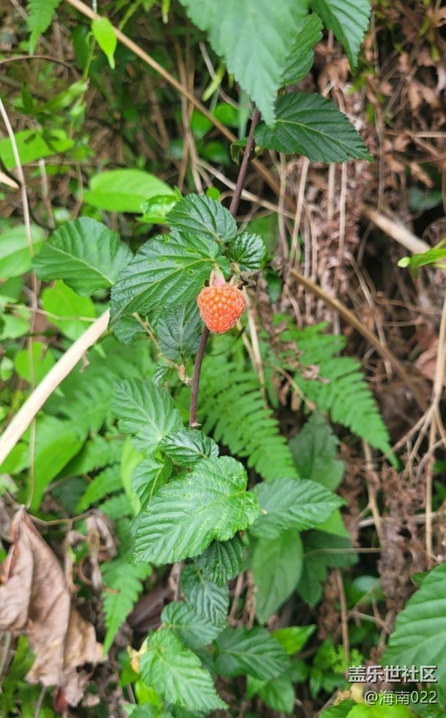 【去有風(fēng)的地方】野草莓