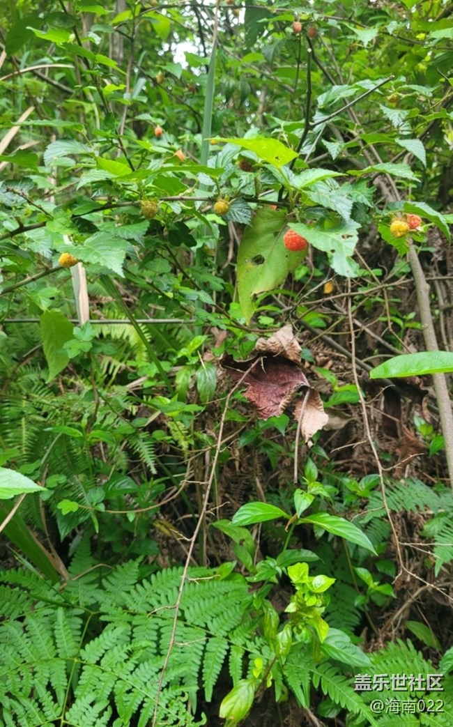 【去有風(fēng)的地方】野草莓