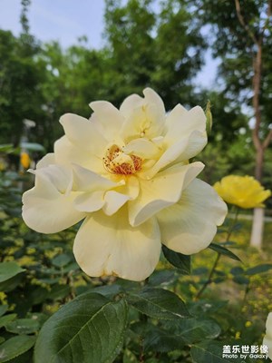 【快樂(lè)假日】+ 公園賞花