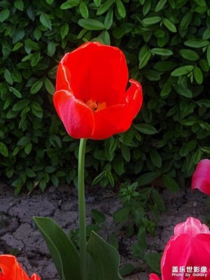 【快樂假日】郁金香