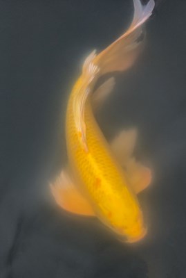 【三星手機(jī)攝影】荷塘錦鯉