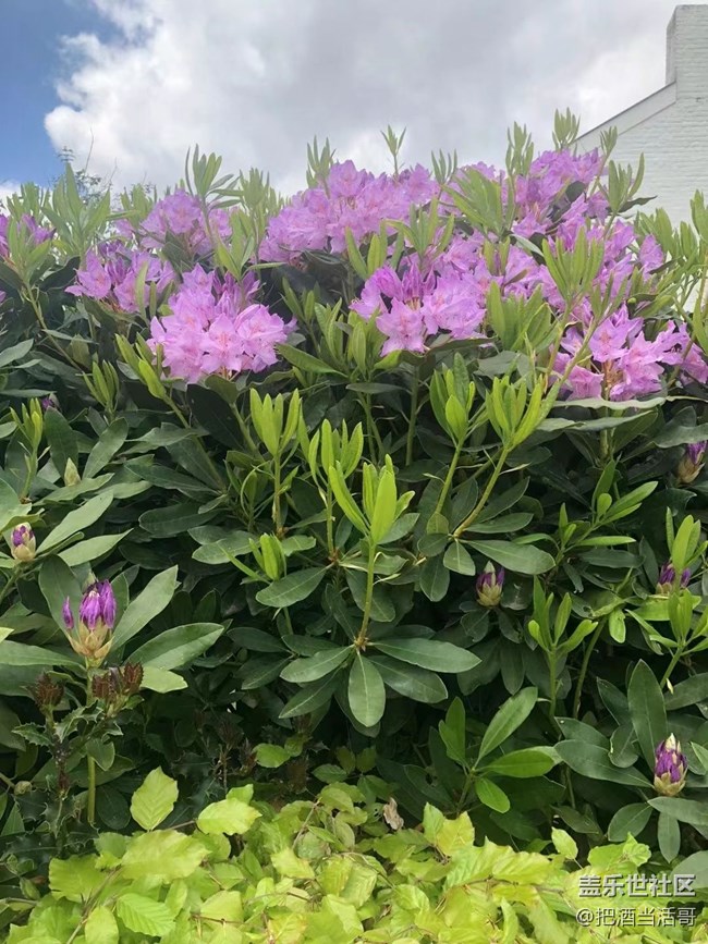 【捕捉初夏之美】五月的花