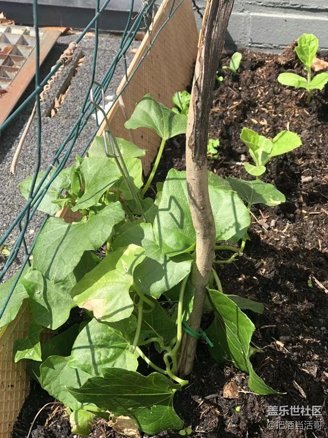 【捕捉初夏之美】五月的花