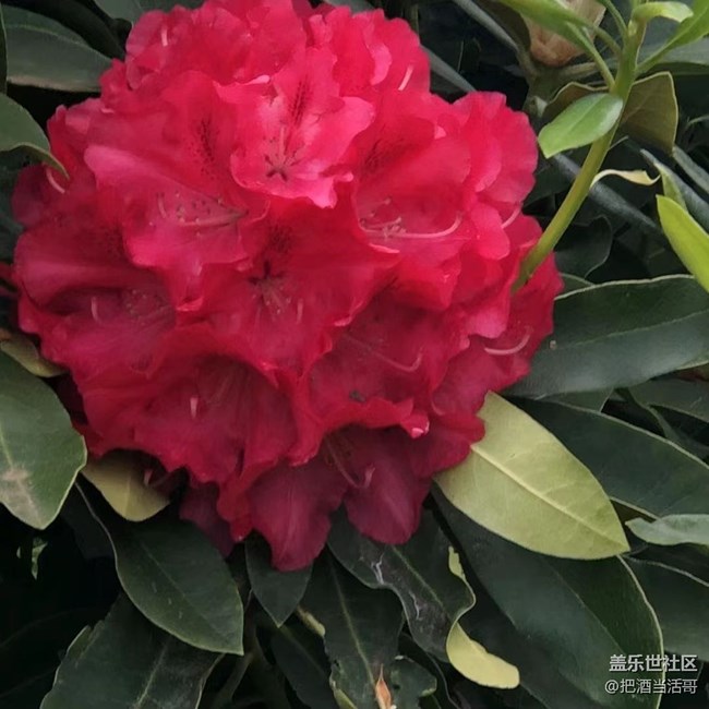 【捕捉初夏之美】五月的花