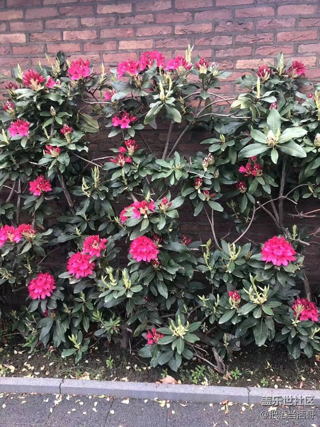 【捕捉初夏之美】五月的花