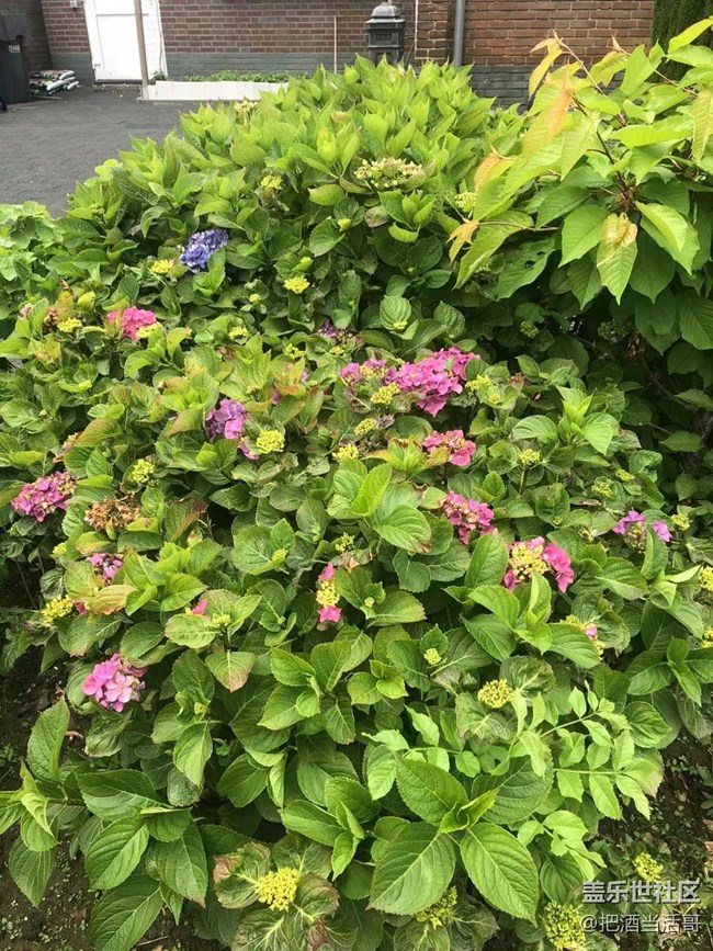 【捕捉初夏之美】五月的花