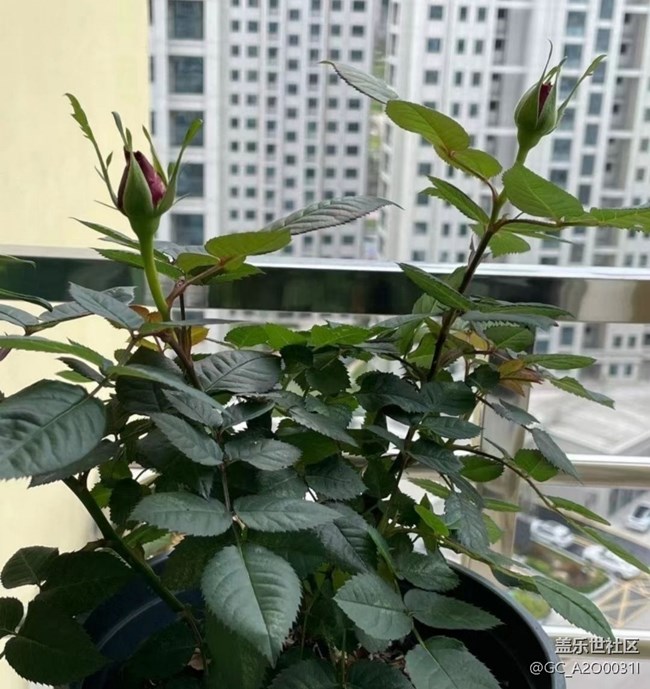 【捕捉初夏之美】花季