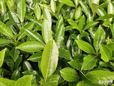 【快樂(lè)假日】+悠閑假日