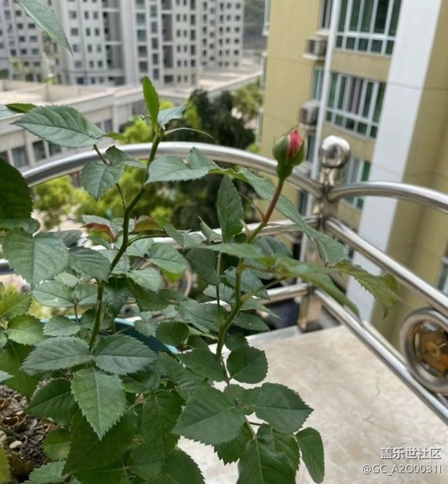 【捕捉初夏之美】花季