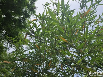 【快樂假日】+春日好時節(jié)