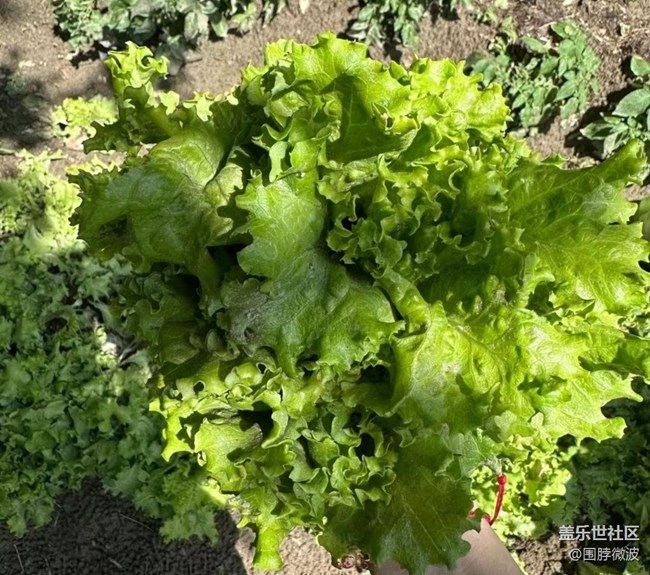 【去有風(fēng)的地方】自給自足