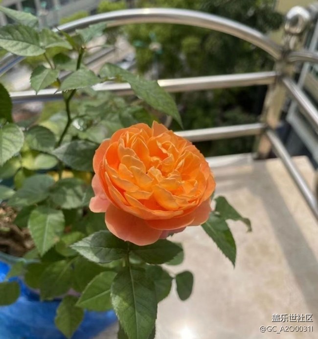 【捕捉初夏之美】花季