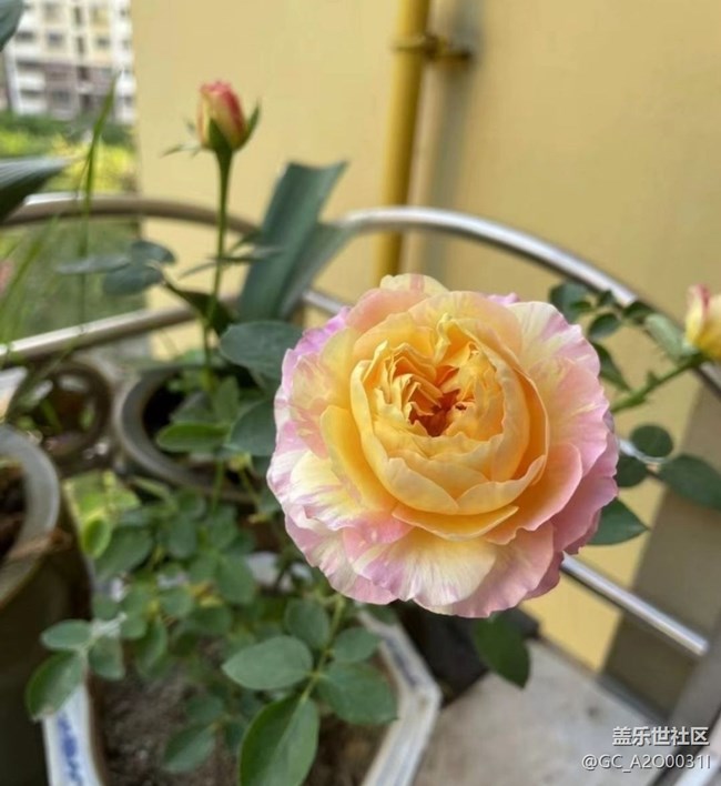 【捕捉初夏之美】花季