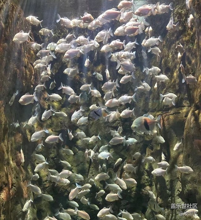 【說(shuō)走就走的旅行】水族館