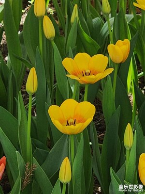 【春深夏淺】郁金香之美