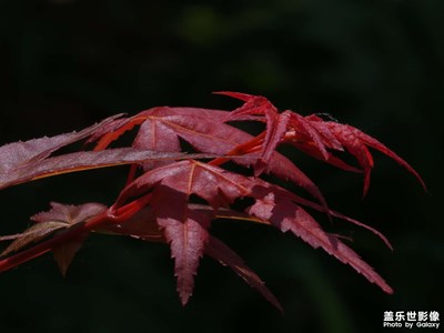 【春深夏淺】+花草樹木