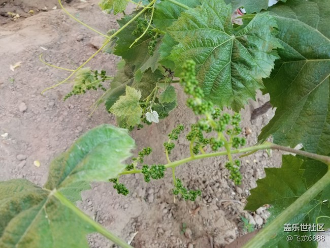 【記錄每一幀】+葡萄