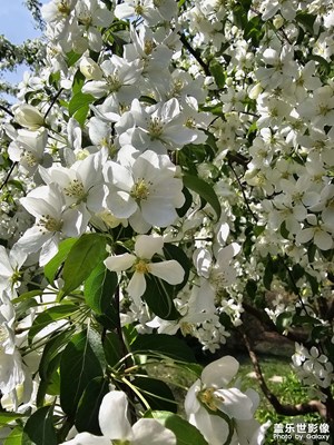 【春深夏淺】+花開富貴