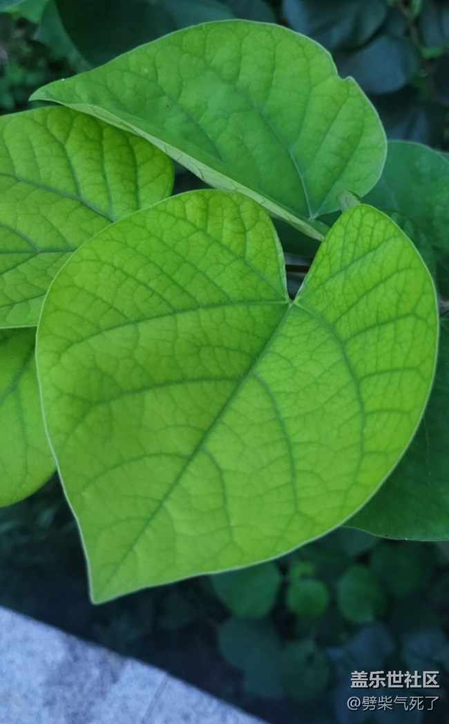 【記錄每一幀】綠色