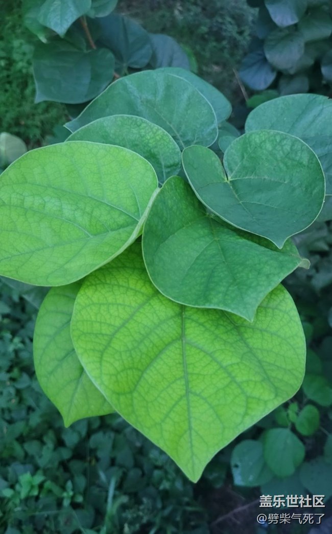 【記錄每一幀】綠色