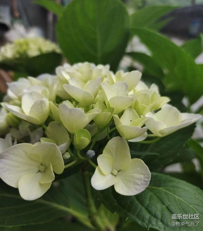 【捕捉初夏之美】繡球花