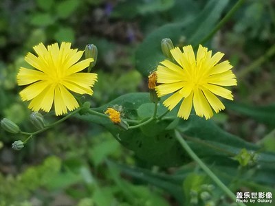 【春深夏淺】+夏花