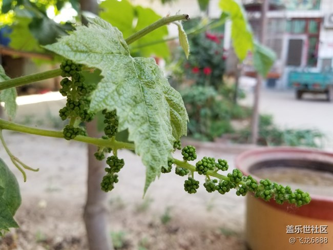 【記錄每一幀】+葡萄