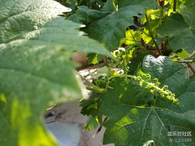 【記錄每一幀】+葡萄