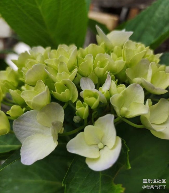 【捕捉初夏之美】繡球花