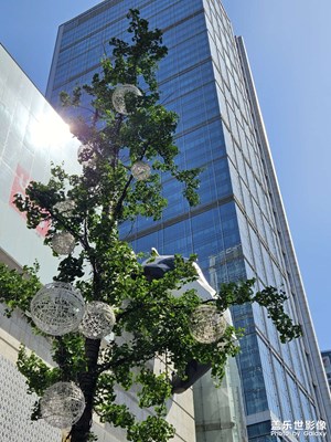 【春深夏淺】熊貓上樹