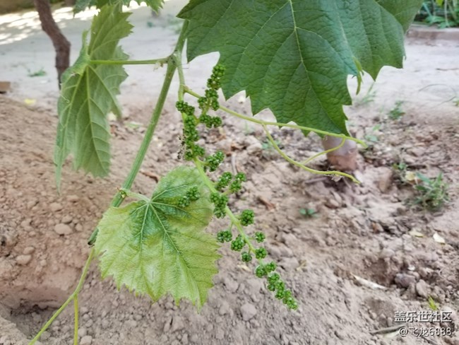 【記錄每一幀】+葡萄