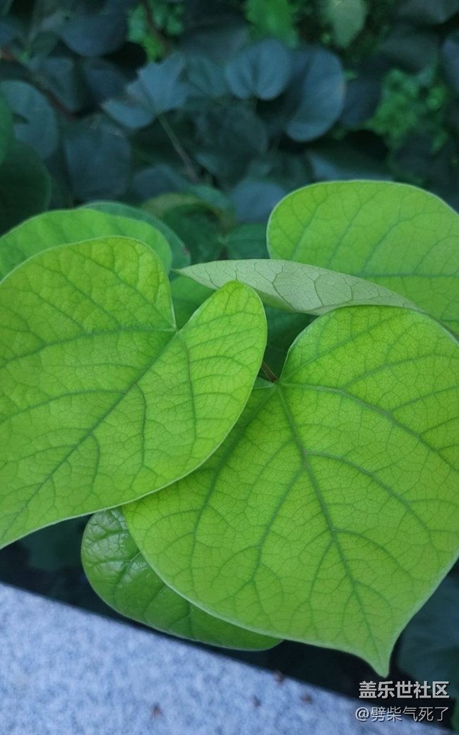 【記錄每一幀】綠色