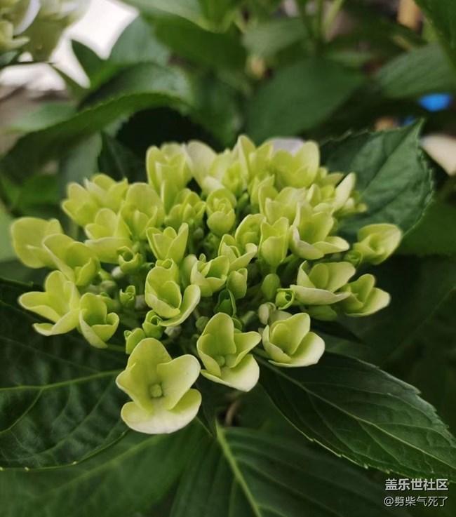 【捕捉初夏之美】繡球花