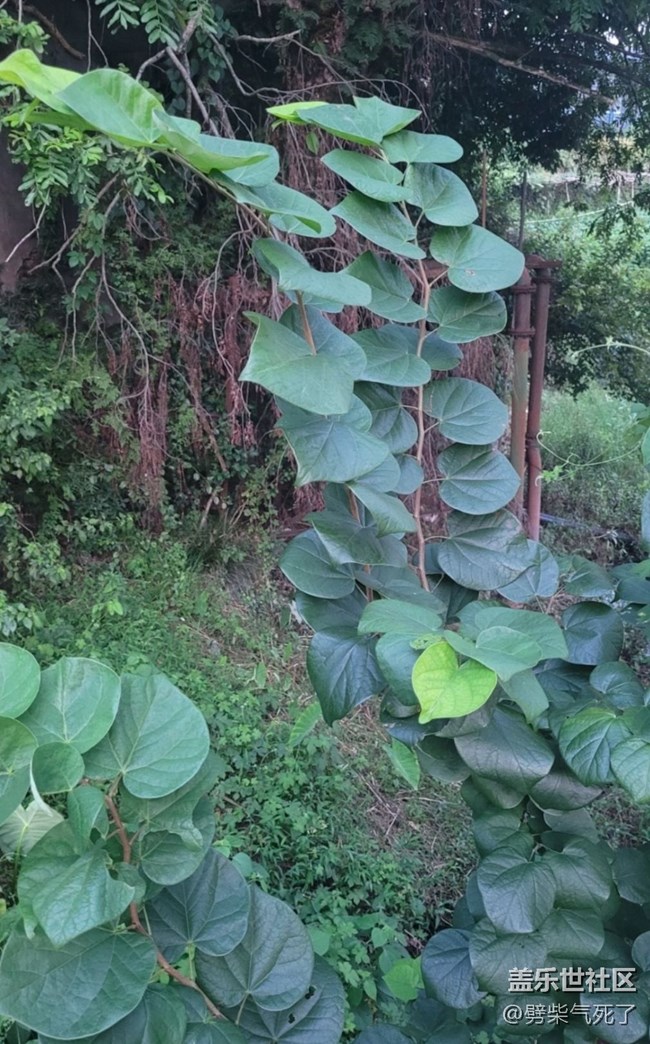 【記錄每一幀】綠色