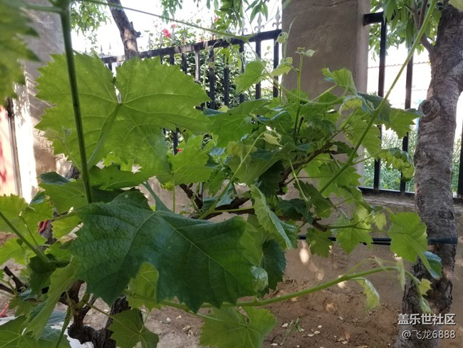 【記錄每一幀】+葡萄